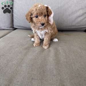 Laya, Mini Goldendoodle Puppy